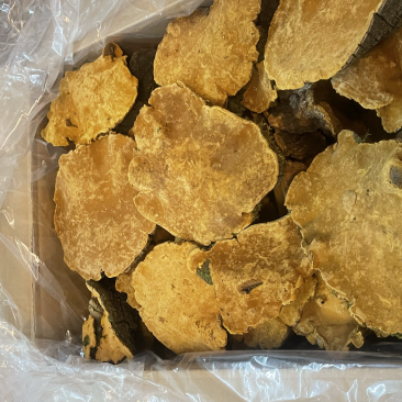 【推荐】大个精选桑黄灵芝，产地直供，全国发货，欢迎进店联系