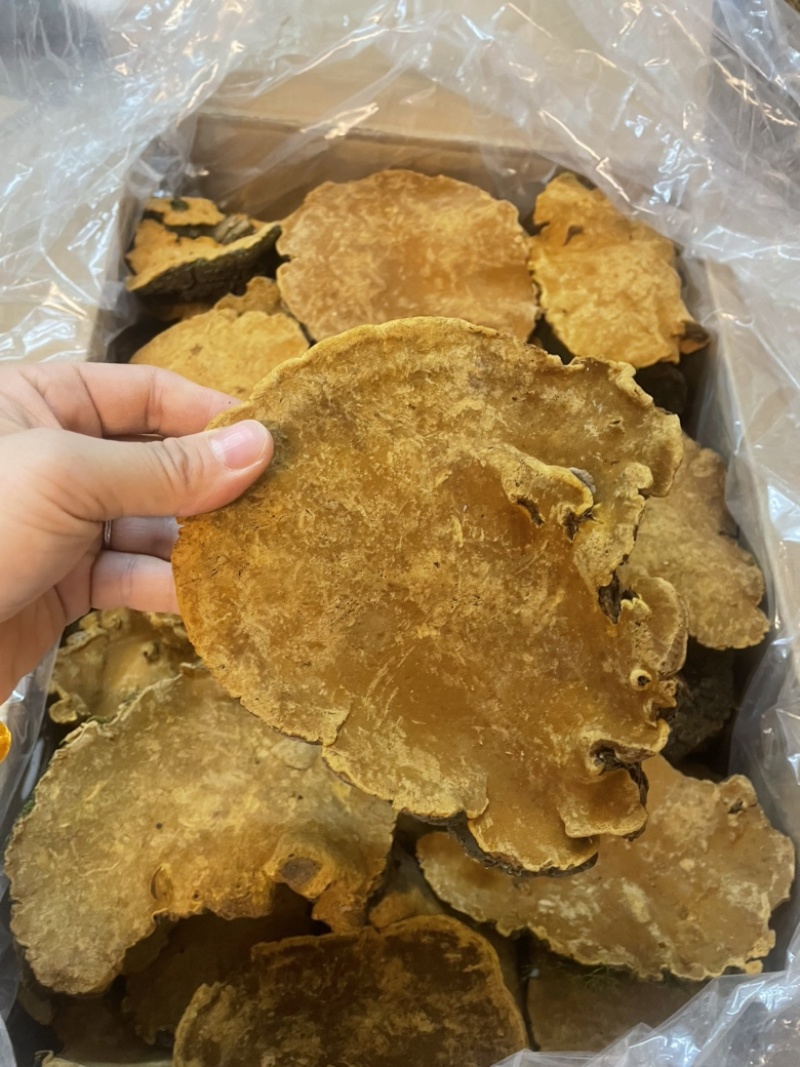 【推荐】大个精选桑黄灵芝，产地直供，全国发货，欢迎进店联系