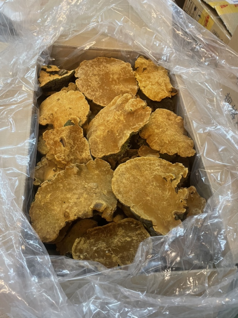 【推荐】大个精选桑黄灵芝，产地直供，全国发货，欢迎进店联系