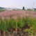 粉黛乱子草苗网红植物庭院绿化四季花卉花海家用花园盆栽