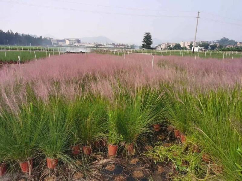 粉黛乱子草苗网红植物庭院绿化四季花卉花海家用花园盆栽