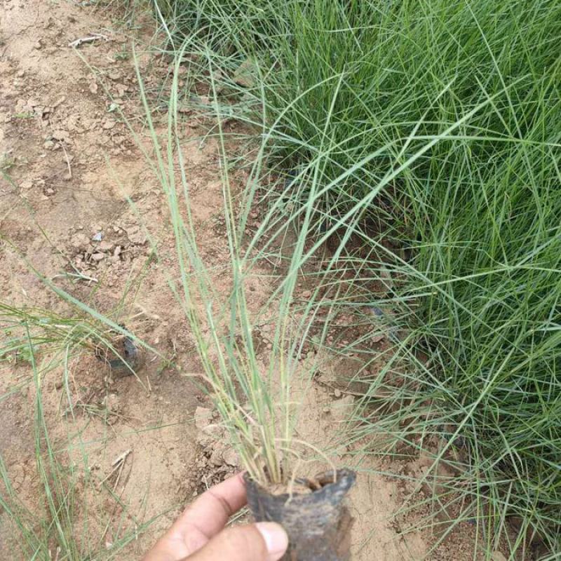 粉黛乱子草苗网红植物庭院绿化四季花卉花海家用花园盆栽
