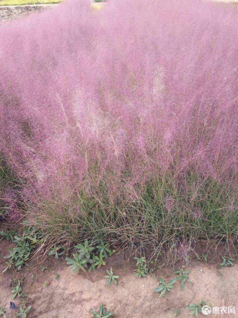 粉黛乱子草苗网红植物庭院绿化四季花卉花海家用花园盆栽