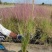 粉黛乱子草苗网红植物庭院绿化四季花卉花海家用花园盆栽