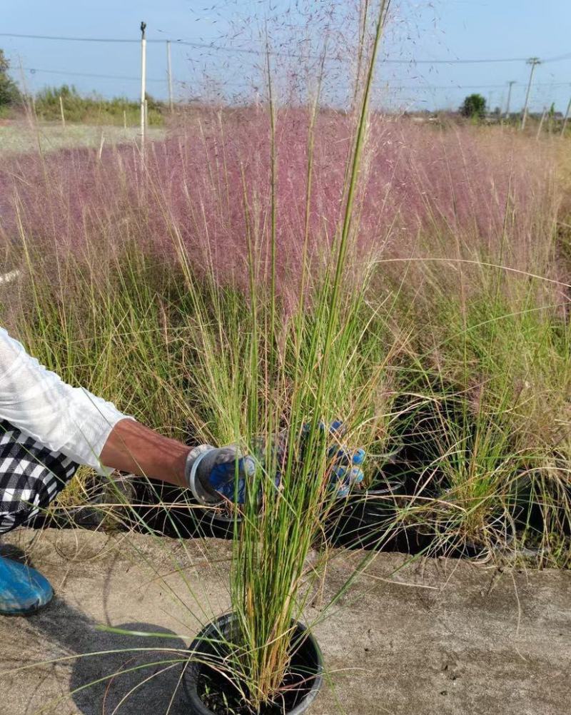 粉黛乱子草苗网红植物庭院绿化四季花卉花海家用花园盆栽