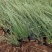 粉黛乱子草苗网红植物庭院绿化四季花卉花海家用花园盆栽