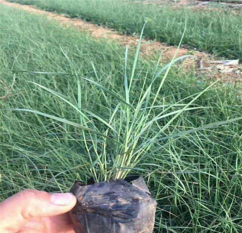 粉黛乱子草苗网红植物庭院绿化四季花卉花海家用花园盆栽