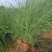 粉黛乱子草苗网红植物庭院绿化四季花卉花海家用花园盆栽