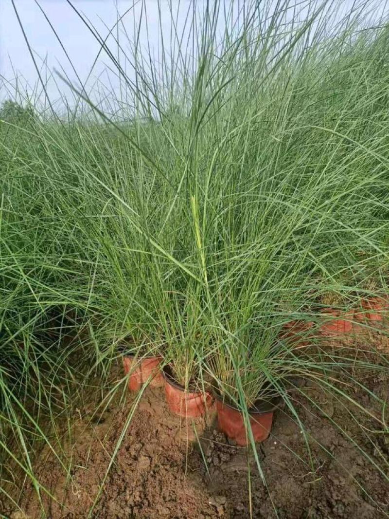 粉黛乱子草苗网红植物庭院绿化四季花卉花海家用花园盆栽