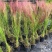 粉黛乱子草苗网红植物庭院绿化四季花卉花海家用花园盆栽