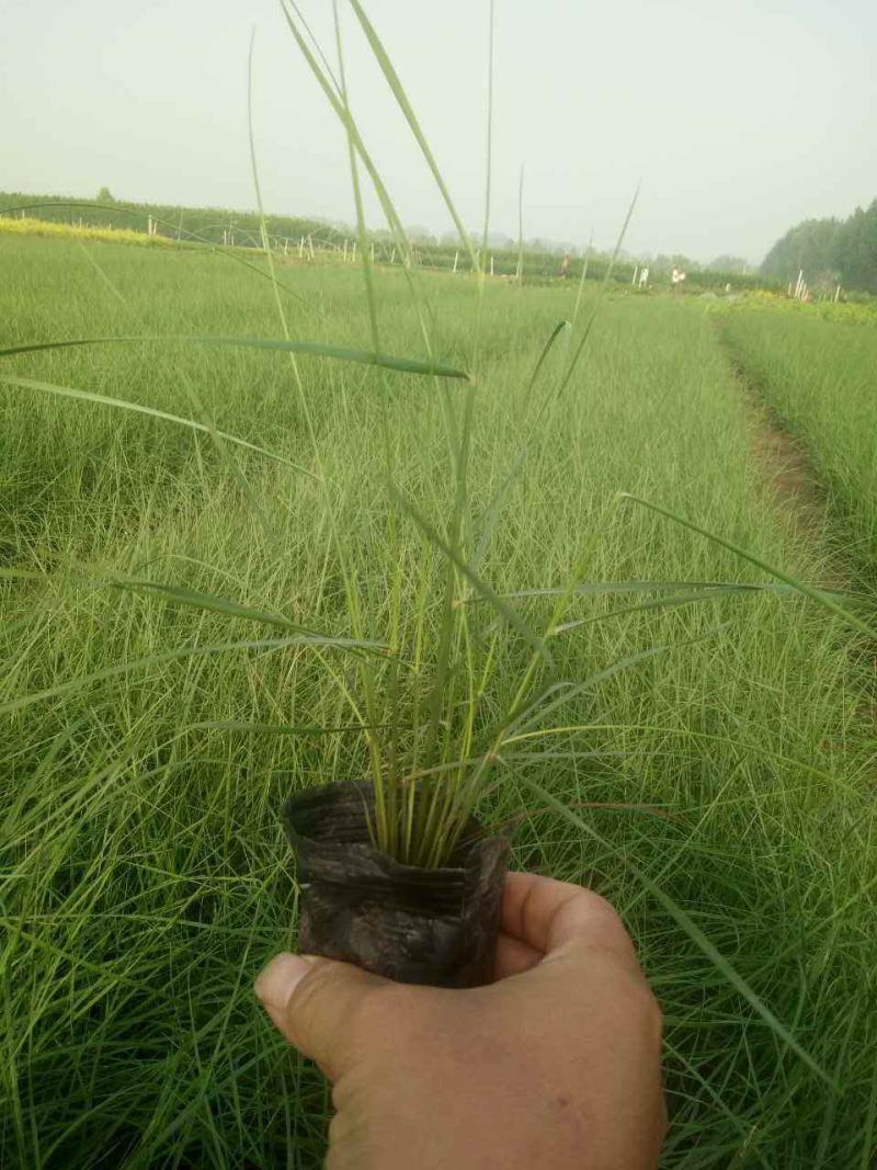粉黛乱子草苗网红植物庭院绿化四季花卉花海家用花园盆栽
