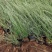 粉黛乱子草苗网红植物庭院绿化四季花卉花海家用花园盆栽