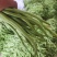 精品无筋豆王，豆角，产地上市，新鲜直发，品质保证