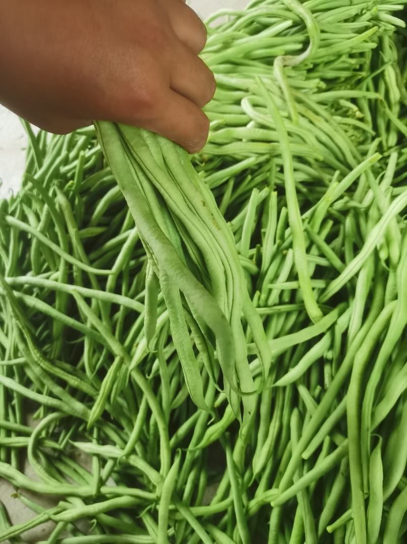 精品无筋豆王，豆角，产地上市，新鲜直发，品质保证