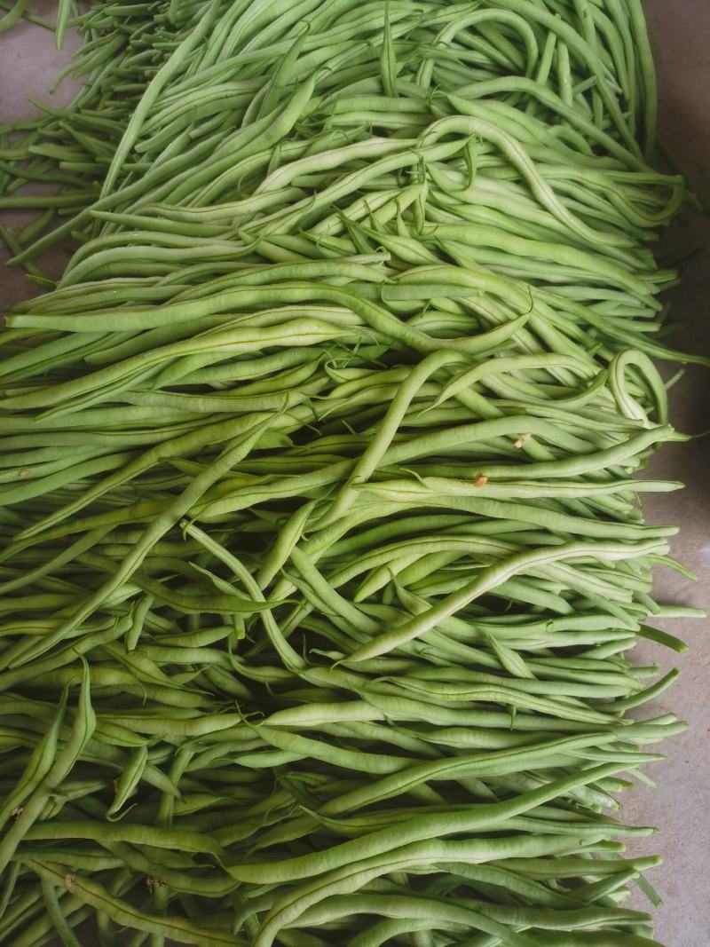 精品无筋豆王，豆角，产地上市，新鲜直发，品质保证