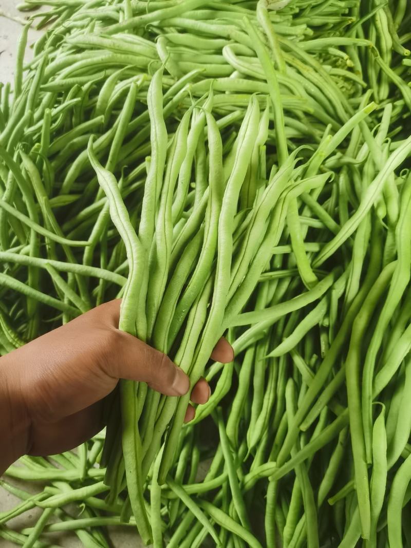 精品无筋豆王，豆角，产地上市，新鲜直发，品质保证