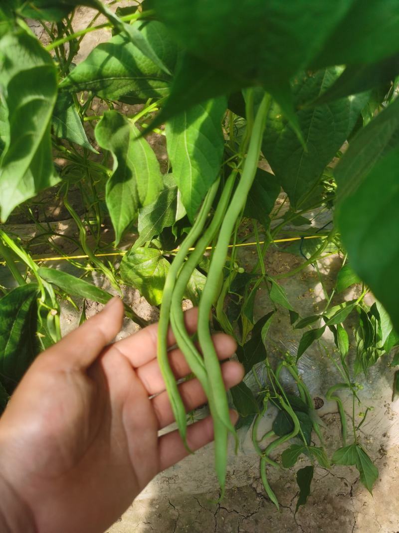 精品无筋豆王，豆角，产地上市，新鲜直发，品质保证