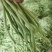 精品无筋豆王，豆角，产地上市，新鲜直发，品质保证