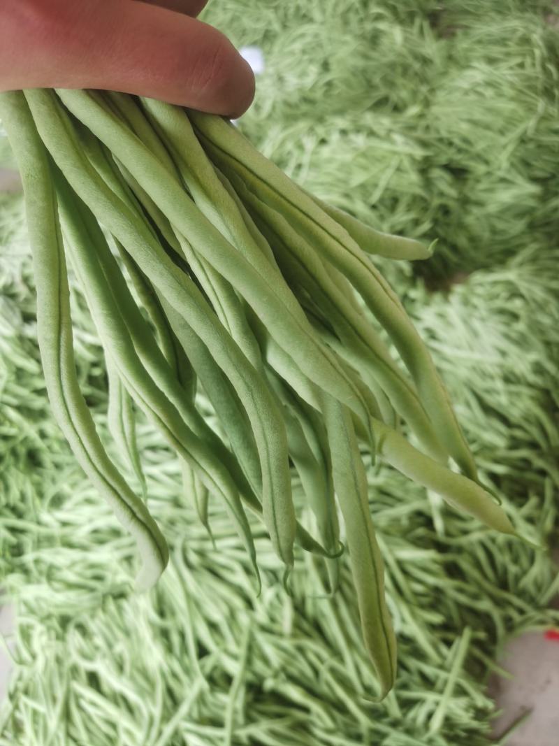 精品无筋豆王，豆角，产地上市，新鲜直发，品质保证