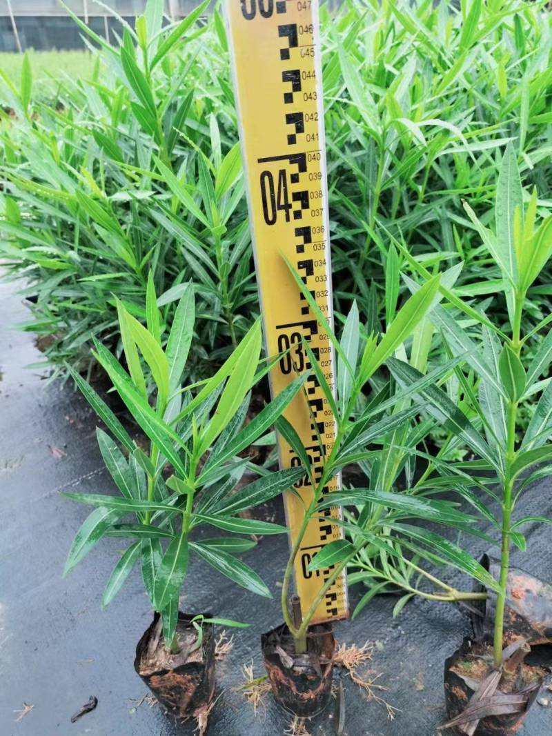中国红夹竹桃红花