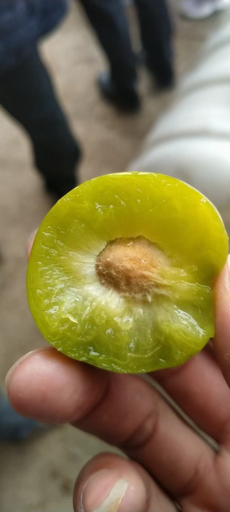 贵州六马清脆李