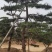 地径15工程苗高度2米到5米