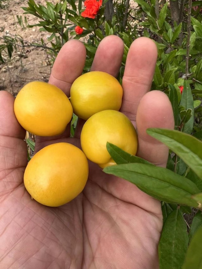 沂蒙山珍珠油杏，小白杏，杏子产地直供甜杏一件代发