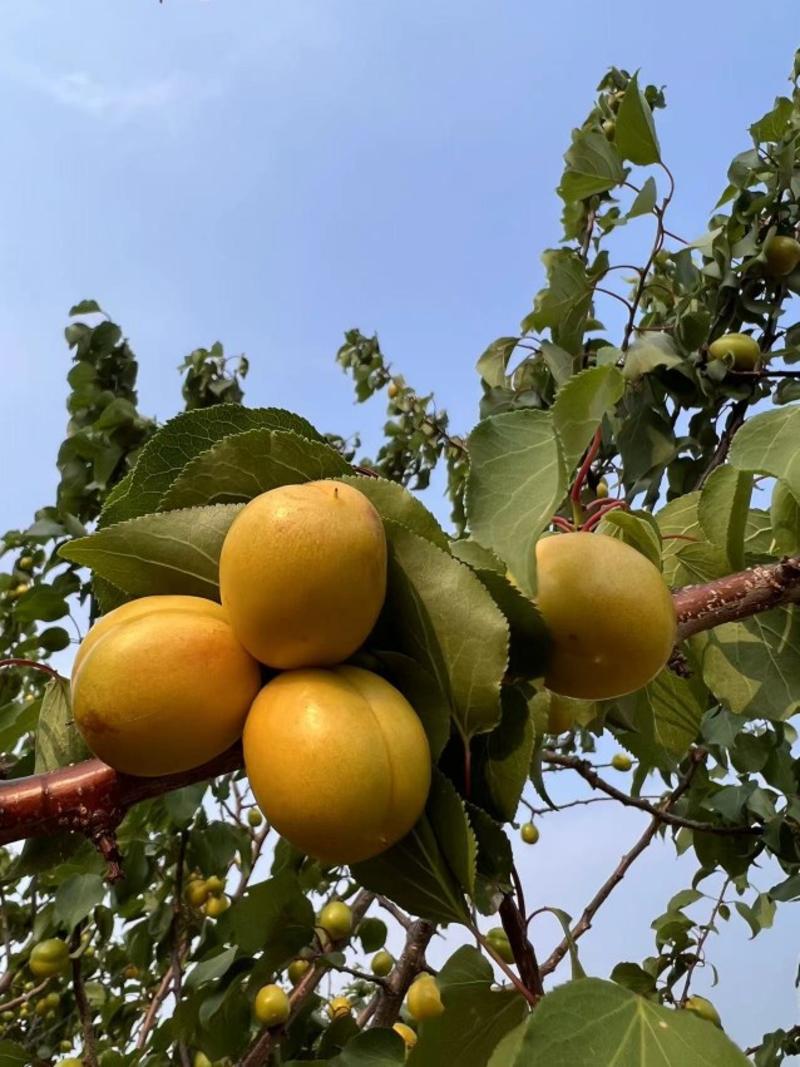 沂蒙山珍珠油杏，小白杏，杏子产地直供甜杏一件代发