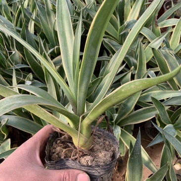 四季龙舌兰盆栽花镜植物庭院阳台地栽花卉多年生宿根花苗易养