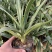 四季龙舌兰盆栽花镜植物庭院阳台地栽花卉多年生宿根花苗易养