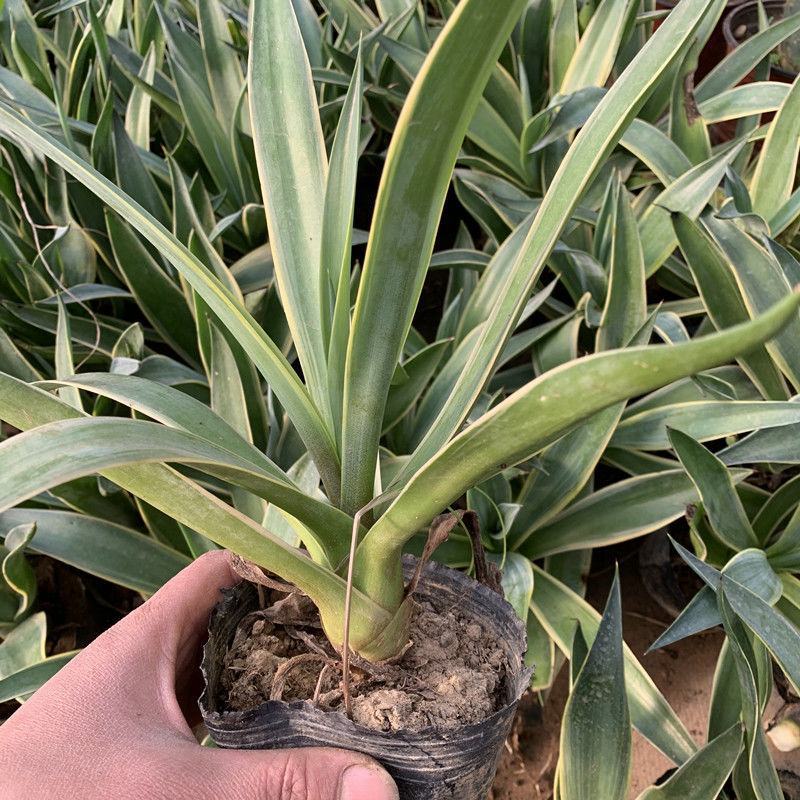 四季龙舌兰盆栽花镜植物庭院阳台地栽花卉多年生宿根花苗易养