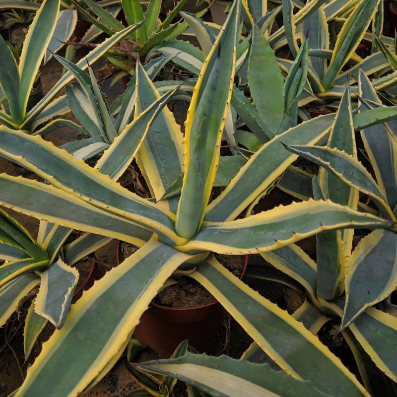 四季龙舌兰盆栽花镜植物庭院阳台地栽花卉多年生宿根花苗易养