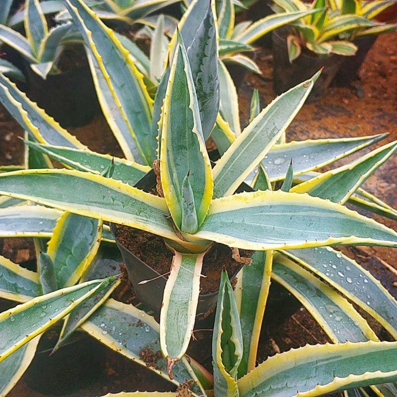 四季龙舌兰盆栽花镜植物庭院阳台地栽花卉多年生宿根花苗易养