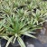 四季龙舌兰盆栽花镜植物庭院阳台地栽花卉多年生宿根花苗易养