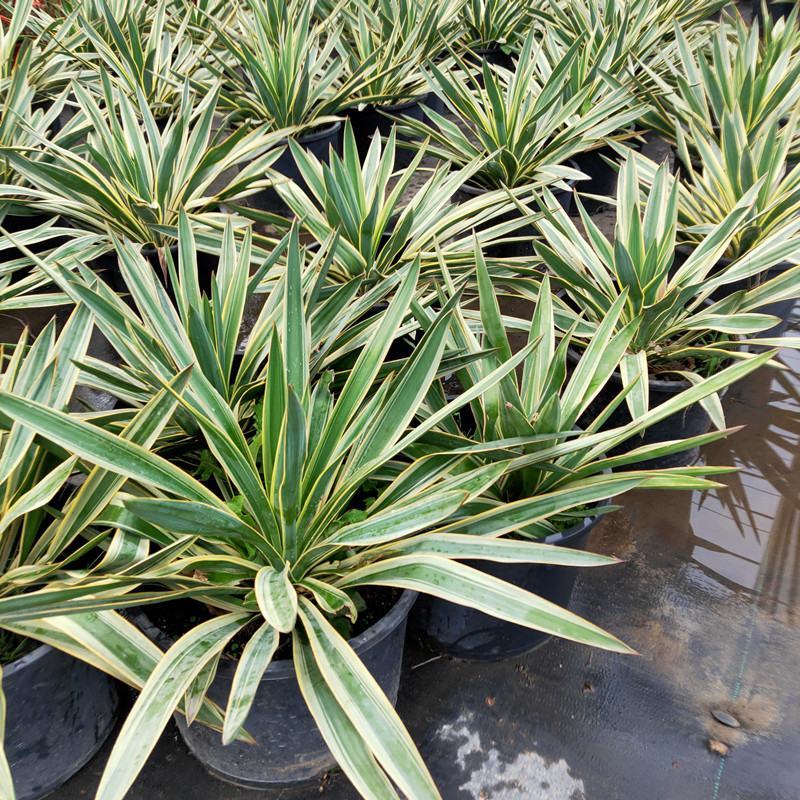 四季龙舌兰盆栽花镜植物庭院阳台地栽花卉多年生宿根花苗易养