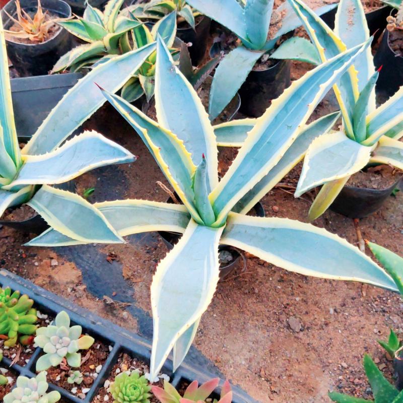 四季龙舌兰盆栽花镜植物庭院阳台地栽花卉多年生宿根花苗易养