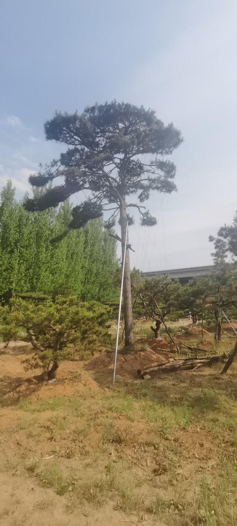 精品造型油松