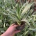 四季龙舌兰盆栽花镜植物庭院阳台地栽花卉多年生宿根花苗易养