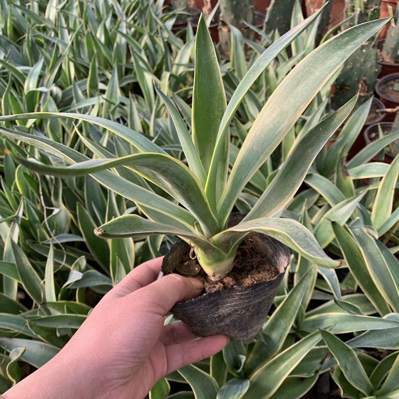 四季龙舌兰盆栽花镜植物庭院阳台地栽花卉多年生宿根花苗易养