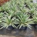 四季龙舌兰盆栽花镜植物庭院阳台地栽花卉多年生宿根花苗易养