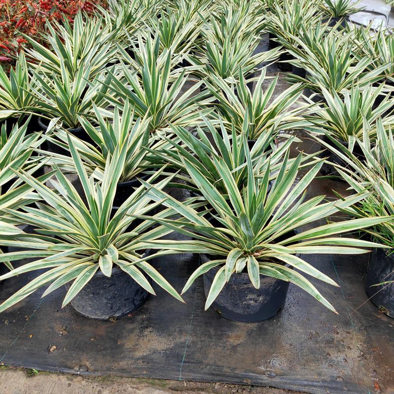 四季龙舌兰盆栽花镜植物庭院阳台地栽花卉多年生宿根花苗易养