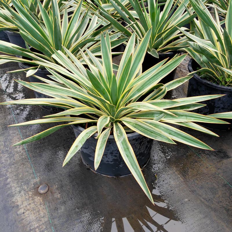 四季龙舌兰盆栽花镜植物庭院阳台地栽花卉多年生宿根花苗易养