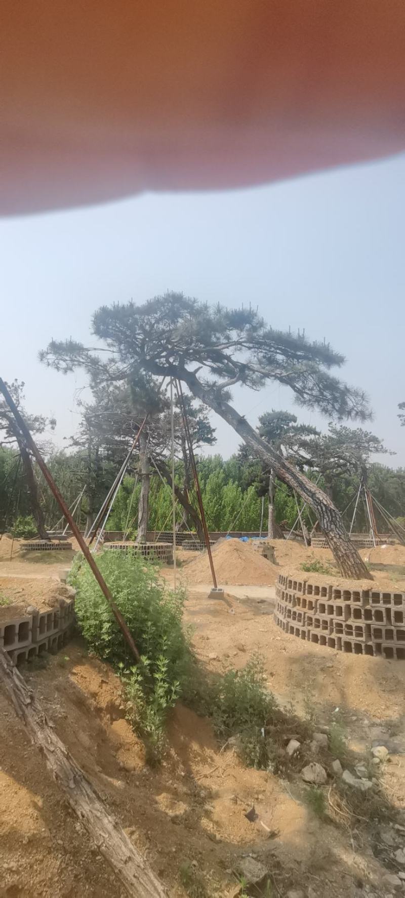 精品造型油松