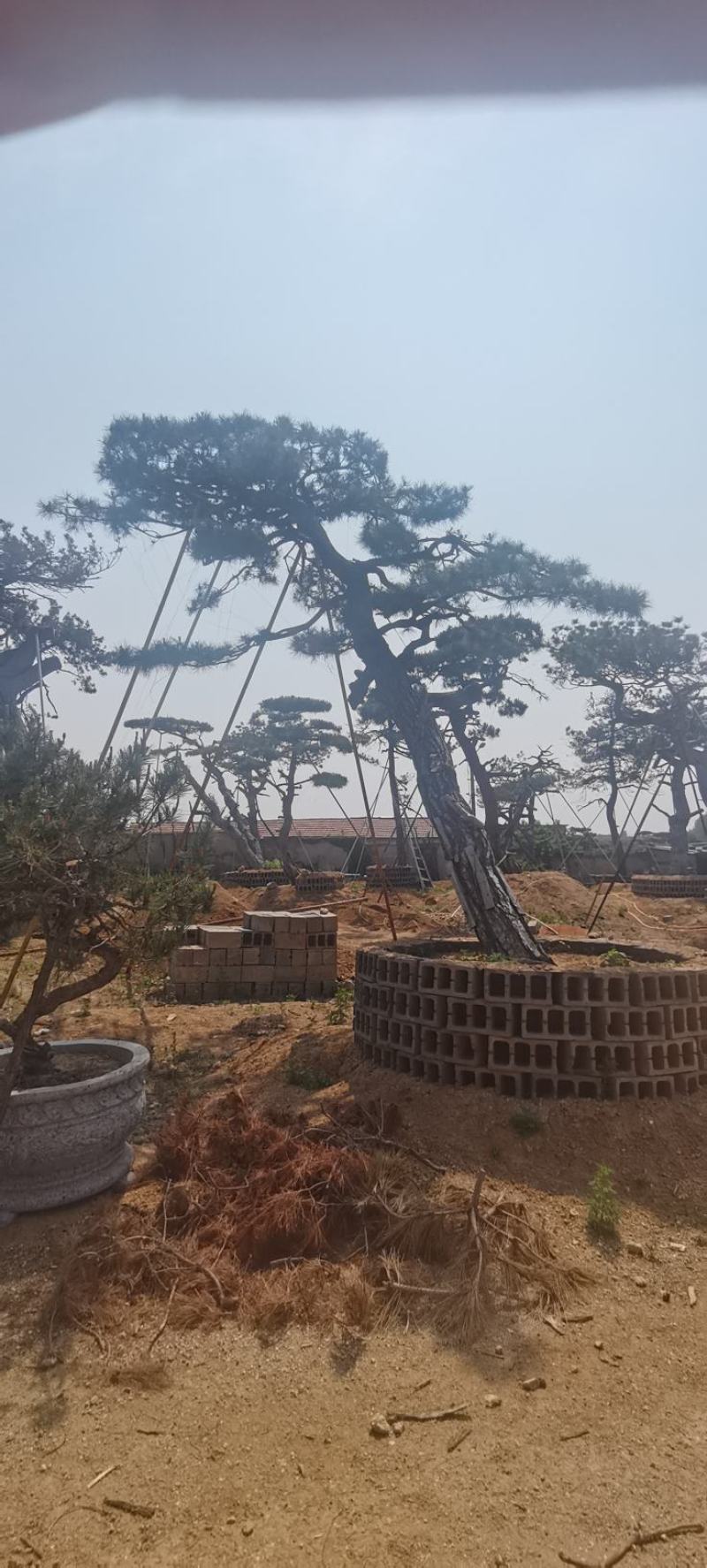 精品造型油松