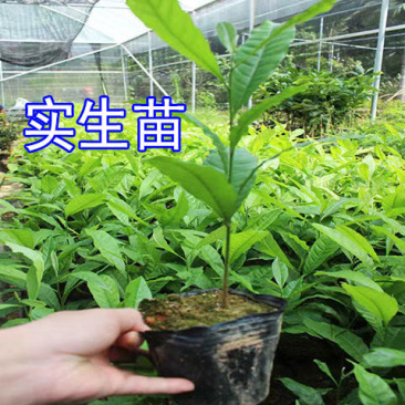 黄晶果苗，冬密黄晶果嫁接苗，黄晶6号嫁接苗，金大黄嫁接苗