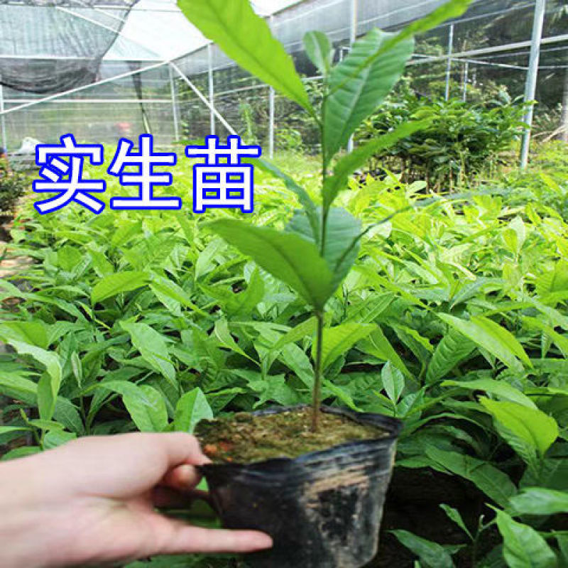 黄晶果苗，冬密黄晶果嫁接苗，黄晶6号嫁接苗，金大黄嫁接苗