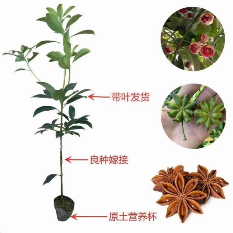 大红八角二教苗