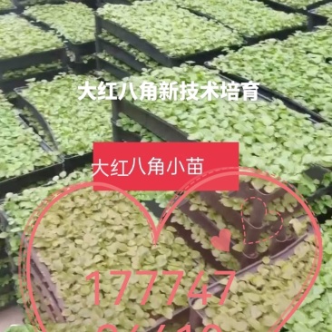 大红八角二教苗