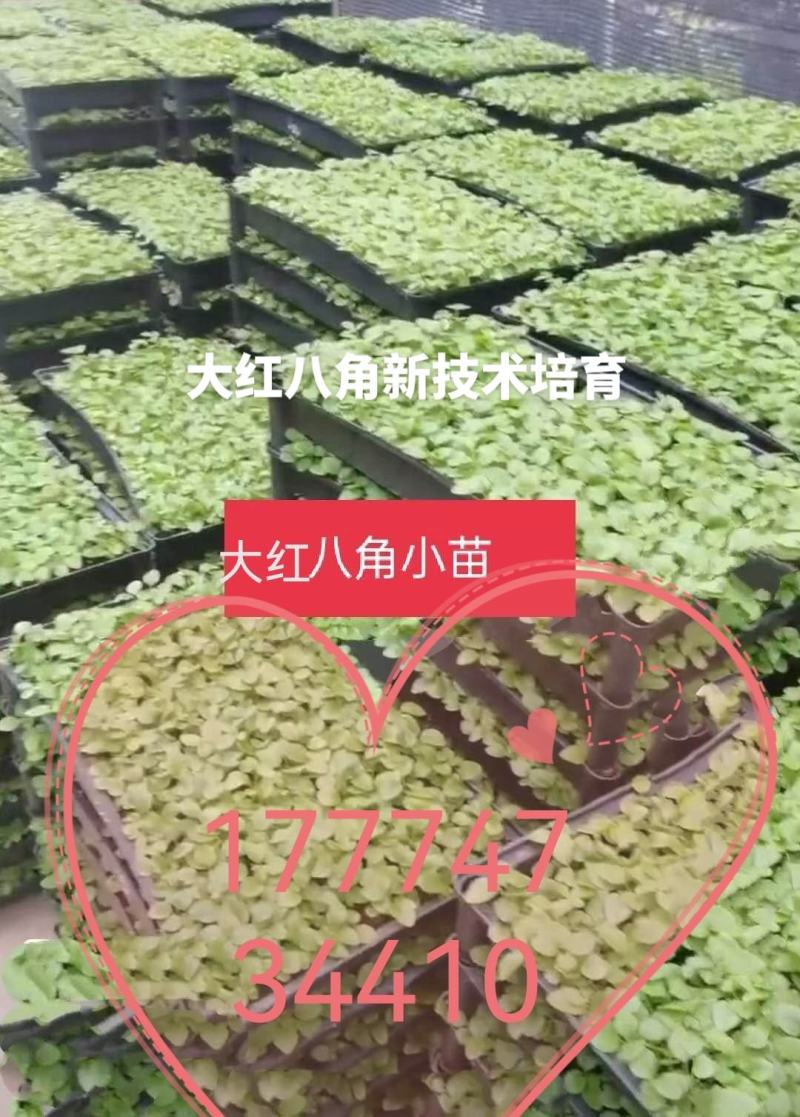 大红八角二教苗