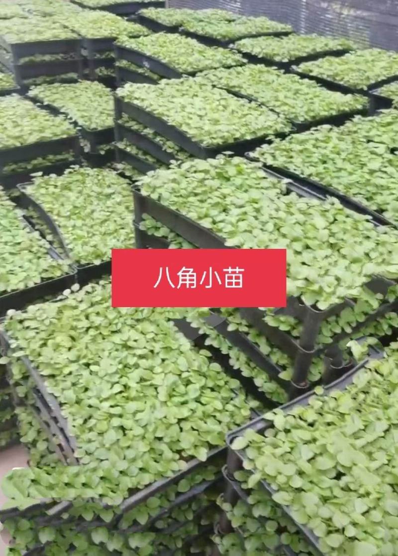 大红八角二教苗
